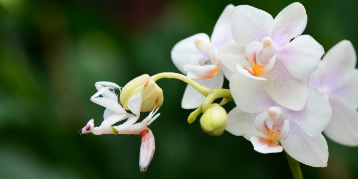 Orkidén är favoriten bland inomhusväxter enligt rapporten.