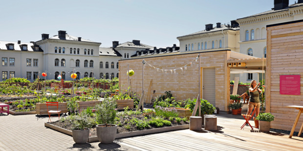 Sommartid är det full grönska på takterrassen vid Garnisonen. Foto: Bee Urban