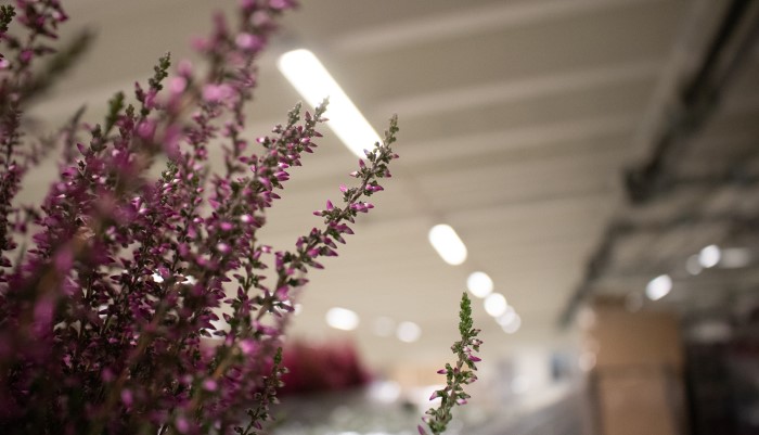 Intustribelysning Tage från Exaktor hos Spira blommor i Malmö.