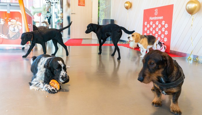 Hundzonen på Tre höll öppet hus i samband med firandet.